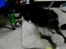 Adopt a Dog \"Jake\" in Maryland