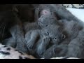 les chatons d'urvana.wmv