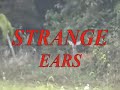 Strange Speckled Ears Deer with big Yoda Ears