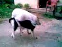 amores perros vida real