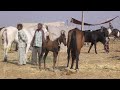 Pushkar Festival In India with Marwari Horses