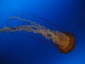 Jellyfish Jellyfish