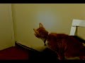 A gata que abre portas. Incr�vel! Cat opening door.