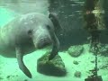 Manatee