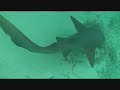 Awesome Vacation - Snorkeling With Sting Rays & Sharks