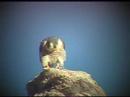 Peregrine Falcon near Fremont Indian State Park, UT