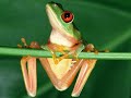 FROGS AND TOADS