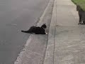 Rocky the Gutter Cat