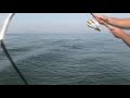 Spainish Mackeral In Tampa Bay