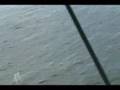 Spainish Mackeral In Tampa Bay