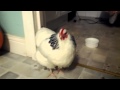 Sneezing Chicken