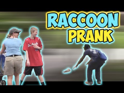 Raccoon Prank