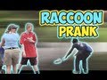 Raccoon Prank