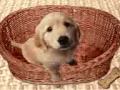 Billy the Dog