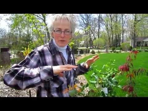 how to transplant honeysuckle