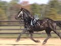 Witteveen Friesians presents: Michiel 442
