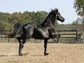 Witteveen Friesians presents: Michiel 442