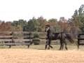 Witteveen Friesians presents: Michiel 442