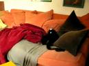 Catboyz4 Catboyz4