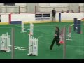 Chase 2008 AKC WT Tryouts