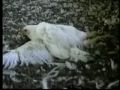 PETA, Vegetarian, Vegan, Factory Farm, Animal Rights, HSUS, Fur, Pets, Dogs, Hunt