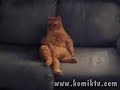 çok komik kediler kakadan bay?l?rs?n?z çok komik kediler kakadan bay?l?rs?n?z