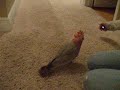 See Video