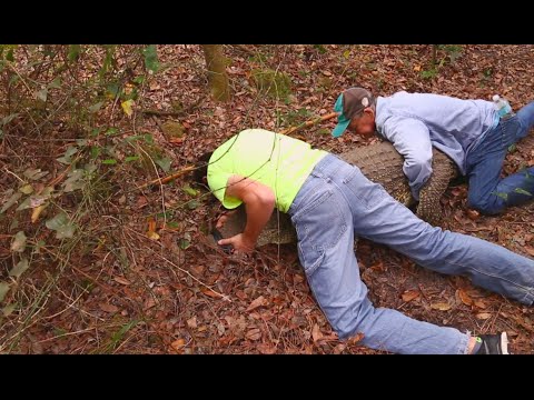 YouTube reptile video