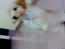 momoe cutie