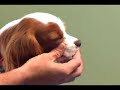How to Brush Your Pet\