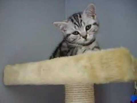British shorthair silver tabby: Fluffy