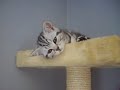 British shorthair silver tabby: Fluffy
