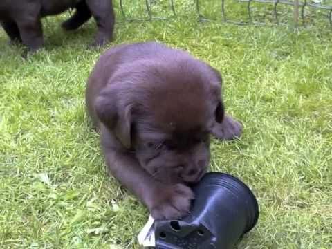 CUTE Chocolate Lab Puppies – 13 to 50 days old