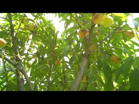 how to nectarine tree