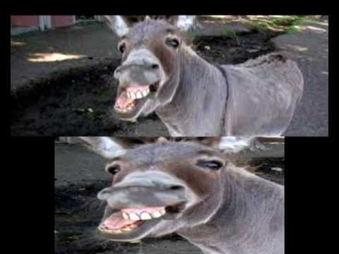 Michael Rodriguez - Canción: El burro (habilitar letra clickeando en el botón CC) CD: Mi barca Artista: Michael Rodriguez Año: 1995 Recopilación de imágenes y edición de video: ...