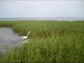 Hero3 Sports Camera - St. Marks, FL