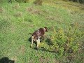 Il mio bracco tedesco Sax a caccia