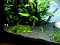 After my ADA Aquasoil disaster (see previous video) I decided to change the substrate, this time I went with the Oliver Knott Nature Soil fine, a 10 liter bag was enough for this tank. After 4 hours of it being setup got my crystal clear water that I had not seen for 5 months!! All happy now :) 