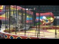 Shrine Circus Tigers 2012