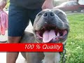 100 pounder from Pharoh\