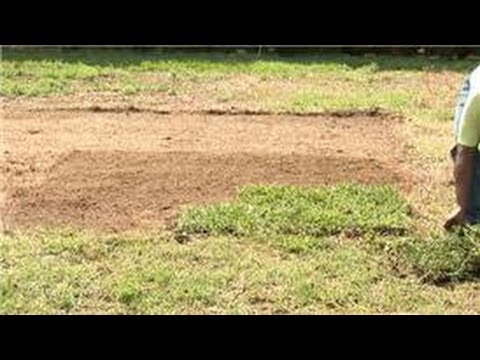 how to grow zoysia grass on existing lawn