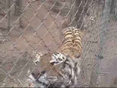 Ataque mortal de un tigre