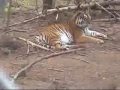 Ataque mortal de un tigre