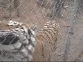 ataque de un tigre