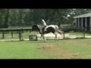 True Colours - 16 hand Pinto Warmblood True Colours - 16 hand Pinto Warmblood