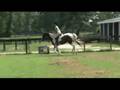 True Colours - 16 hand Pinto Warmblood