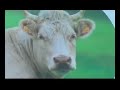 Donner un soutien-gorge aux vaches avec  Florence Lucas