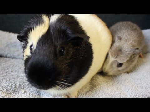 Meerschweinchen bekommt NAMEN!