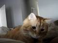 fritz my orange tabby cat