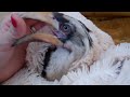 Petting my baby hornbill